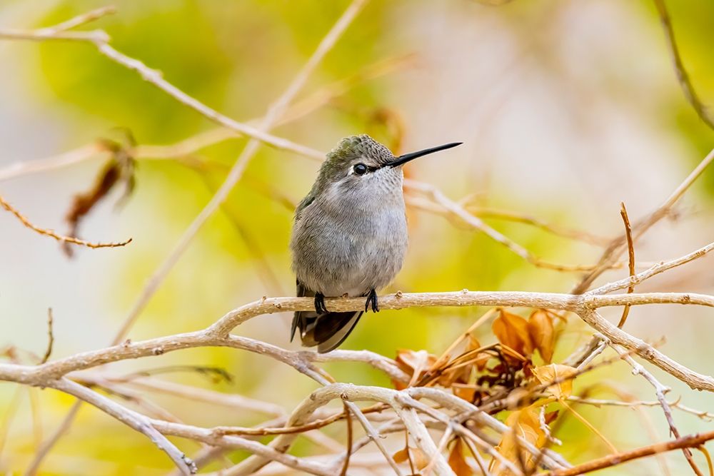 Arizona-Lake Havasu City Female Annas hummingbird on limb